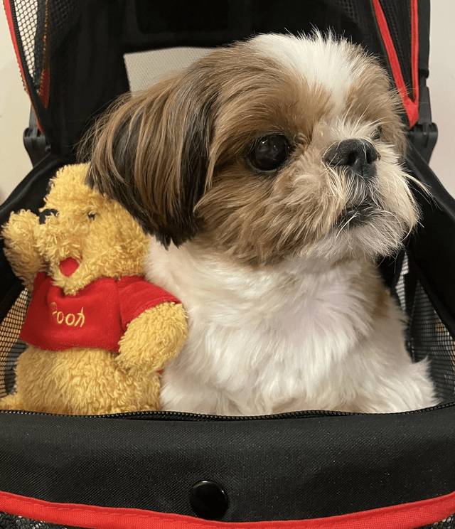 Ben: The Shih Tzu
